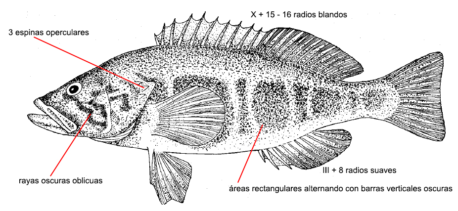Serranus atricauda_01.jpg